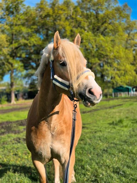 reitbeteiligung hannover|reitbeteiligung ehorses.